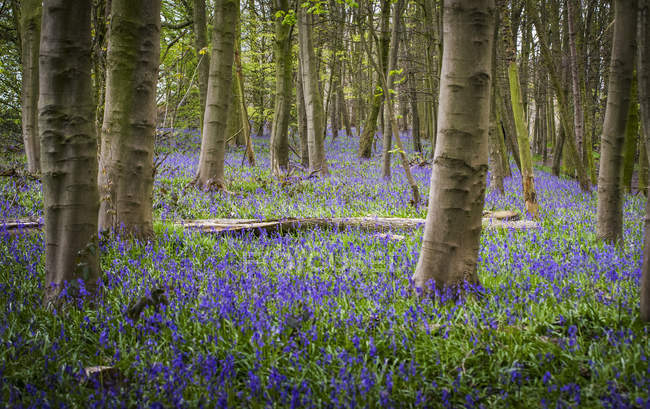 Vista de árboles en el bosque y flores púrpuras en el suelo entre hierba verde durante el día - foto de stock