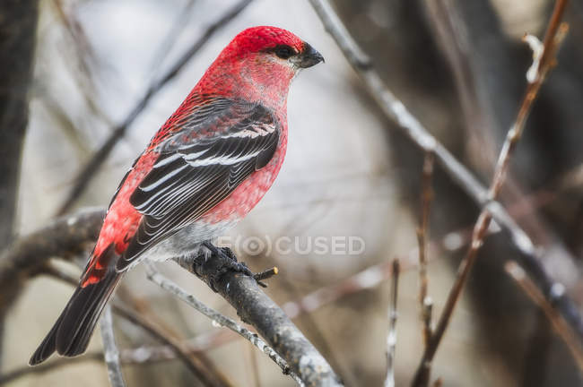 Птица с красными перьями сидит на веточке на размытом фоне — стоковое фото
