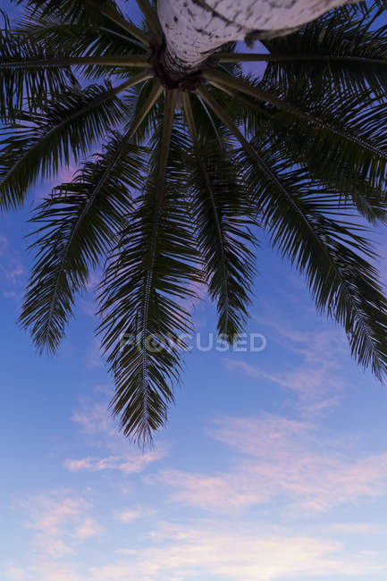 Blick auf die Palme vor wolkenlosem blauen Himmel — Stockfoto