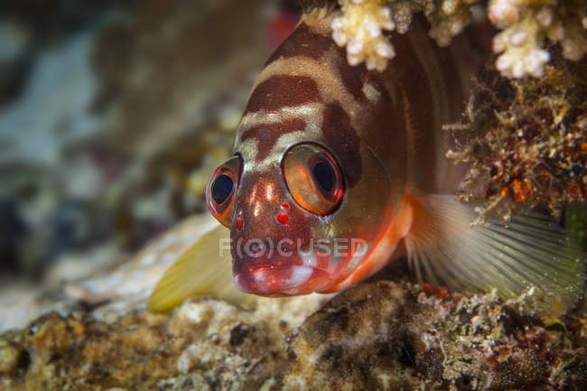 Roter Fisch mit weißen Streifen, der beim Schwimmen im Meer in die Kamera schaut — Stockfoto