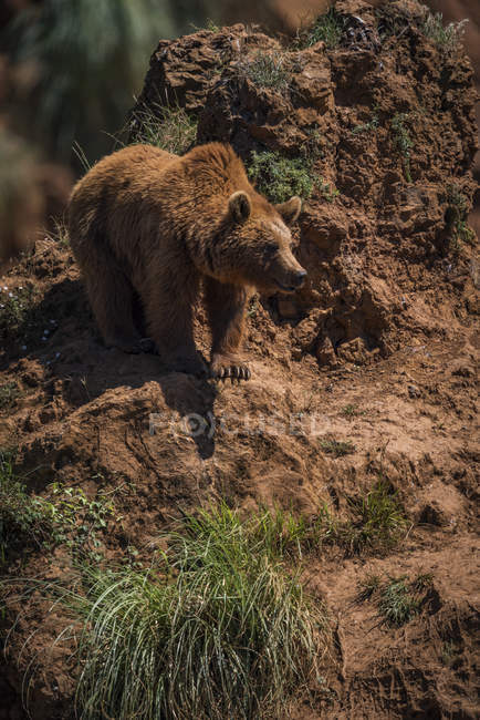 Brown bear walking over ground during daytime — Stock Photo
