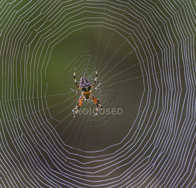 Aranha sentada em sua teia com fundo verde desfocado — Fotografia de Stock