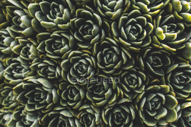 Vue aérienne des fleurs vertes sur la plante, plein cadre — Photo de stock