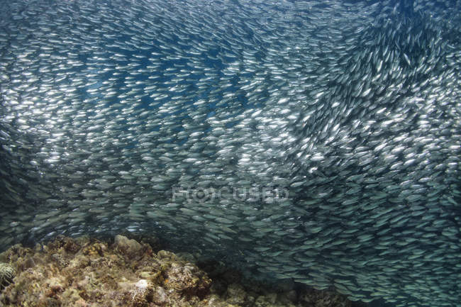 Scuola di pesce sotto acqua di mare sopra fondo marino — Foto stock