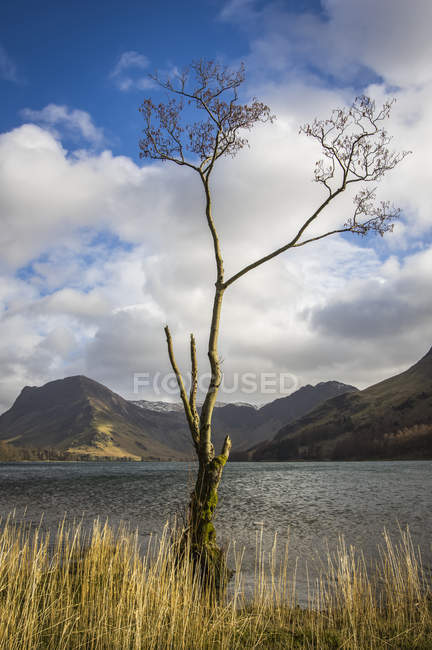 Veduta dell'albero sulla riva con piante contro l'acqua del lago e la collina di montagna sullo sfondo — Foto stock