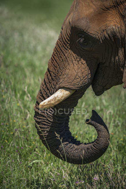 Закрытие ствола слона и голова над зеленой травой в дневное время — стоковое фото