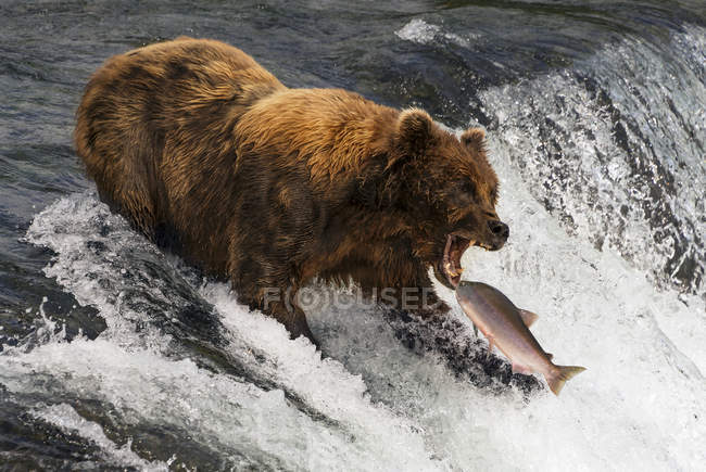 Braunbär steht mit offenem Kiefer gegen Fische im Wasser — Stockfoto