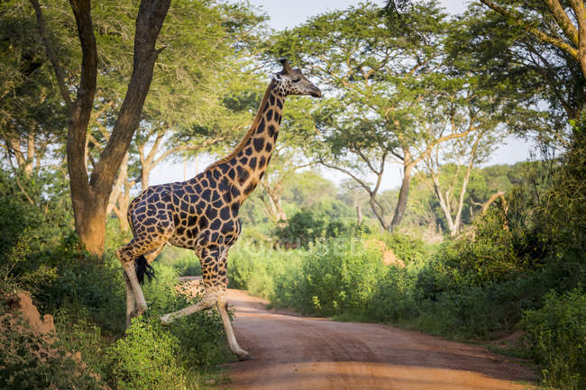 Жираф ходит по сельской грунтовой дороге среди деревьев в дневное время — стоковое фото