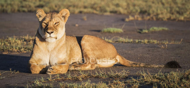 Lioness laying on ground and looking away during daytime — Stock Photo