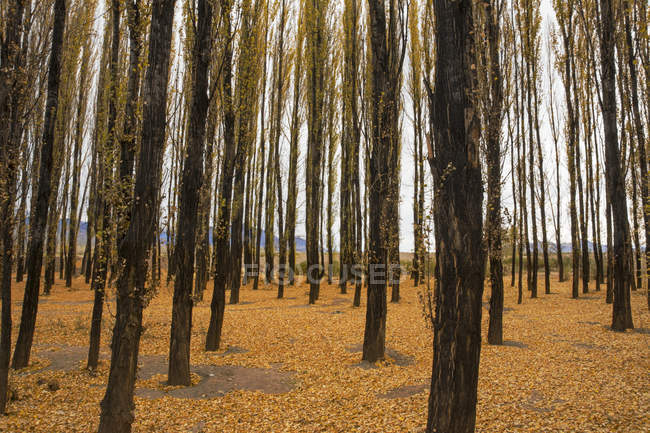 Ein kleiner Wald von Alamo-Bäumen im Herbst, mit goldenen Blättern, die den Boden bedecken; potrerillos, mendoza, argentina — Stockfoto