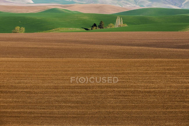 Golden Fields contraste avec Bright Green Rolling Hills ; Washington, États-Unis d'Amérique — Photo de stock