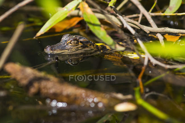 Pequeno crocodilo nadando na água sob plantas e galhos — Fotografia de Stock