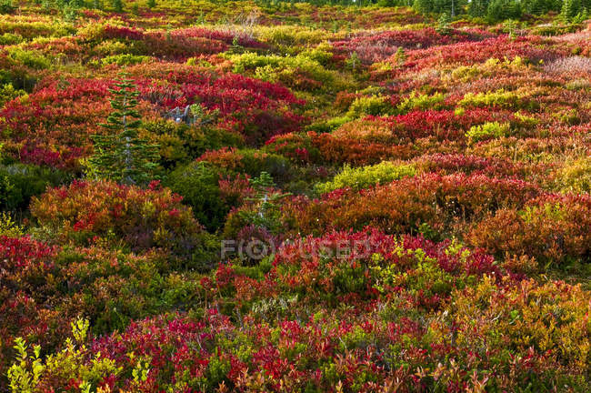 Herbstfarbenes Laub auf einer Wiese im Mount Rainier Nationalpark; Washington, Vereinigte Staaten von Amerika — Stockfoto