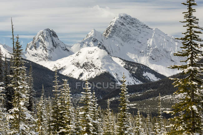 Сніг накривав гірський хребет, обрамлені засніжених вічнозелені дерева; Альберта, Канада — стокове фото