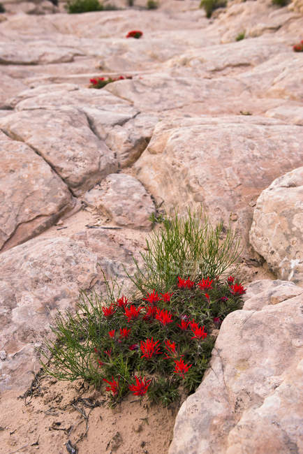 Vista de flores rojas sobre piedras y rocas durante el día — tranquilo,  escenografía - Stock Photo | #176555572