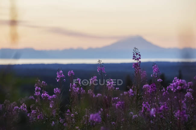 Champ d'herbe à feu (Chamaenerion Angustifolium) au coucher du soleil ; Alaska, États-Unis d'Amérique — Photo de stock
