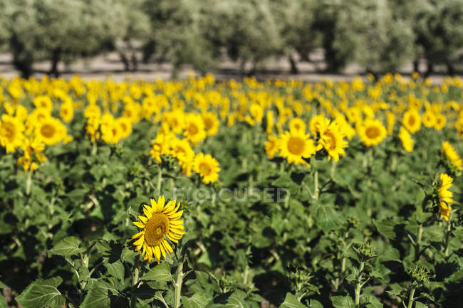 View of sunflowers field on blurred background during daytime — Stock Photo