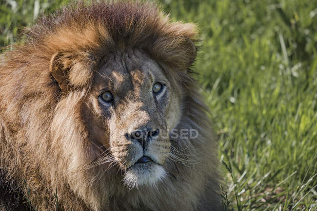Lion étendu sur le sol avec de l'herbe et regardant la caméra — Photo de stock