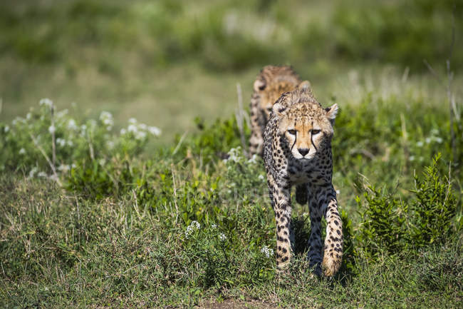 Gepards marchant dans une rangée sur l'herbe verte pendant la journée — Photo de stock