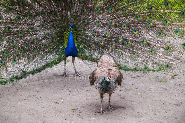 Pfau mit üppigen Federn am Schwanz und gegen einen anderen Vogel stehend — Stockfoto