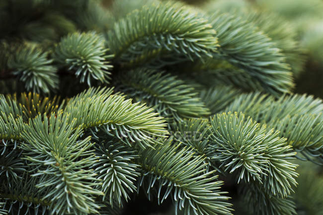 Close-Up Of Norway Spruce (Picea Abies) Needles, A Popular Choice With Landscapers In The Pacific Northwest; Astoria, Oregon, United States Of America — Stock Photo