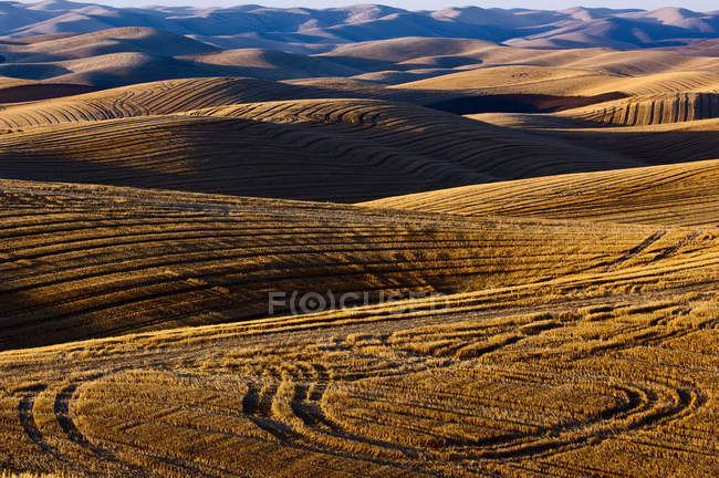 Campos cosechados en Rolling Hills con sombras proyectadas al atardecer; Washington, Estados Unidos de América - foto de stock