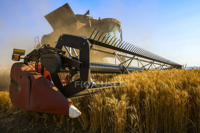 Un caso combina granos de cosecha en la región de Palouse del este de Washington; Washington, Estados Unidos de América - foto de stock