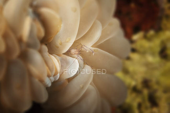 Міхура коралових креветки (вир Philippinensis); Moalboal, Сьобу, Центральний Visayas Філіппін — стокове фото