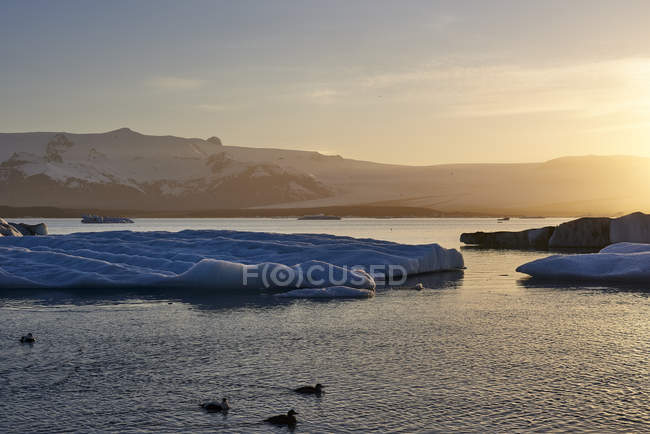 Льодовикові лагуни на захід сонця з силуетними качок плавання у воді на передньому плані; Ісландія — стокове фото