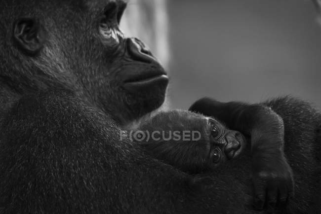 Black and white picture of gorilla mother and baby in her paws — Stock Photo