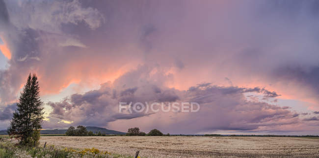 Drammatico bagliore rosa nelle nuvole di tempesta su un campo al tramonto; Thunder Bay, Ontario, Canada — Foto stock