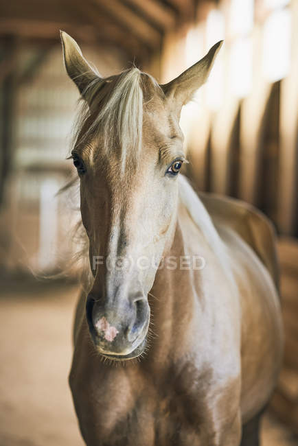 Ritratto di un cavallo biondo in un fienile; Canada — Foto stock