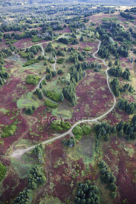 Vista aérea de uma estrada e desenvolvimento da terra entre árvores e Fireweed (Chamaenerion Angustifolium) na península de Kenai; Alaska, Estados Unidos da América — Fotografia de Stock