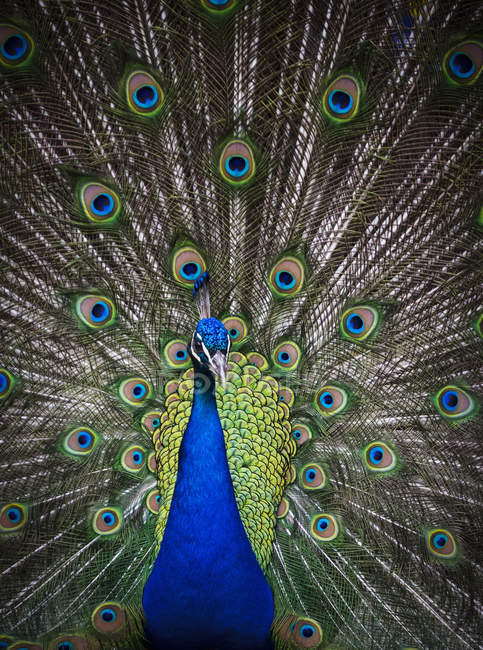 Peacock Displaying by lush feathers on tail; Victoria, British Columbia, Canada — Stock Photo