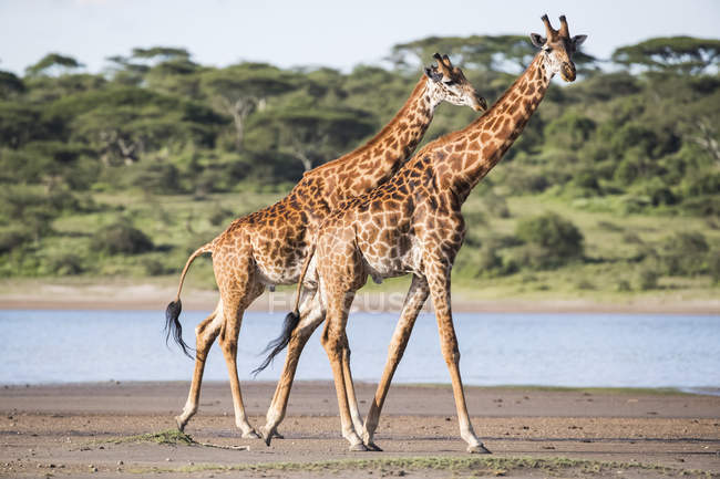 Giraffes walking on sand beach against water with trees on background — Stock Photo