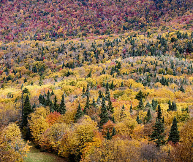 Colores dramáticos de otoño en un paisaje forestal; Dunham, Quebec, Canadá - foto de stock