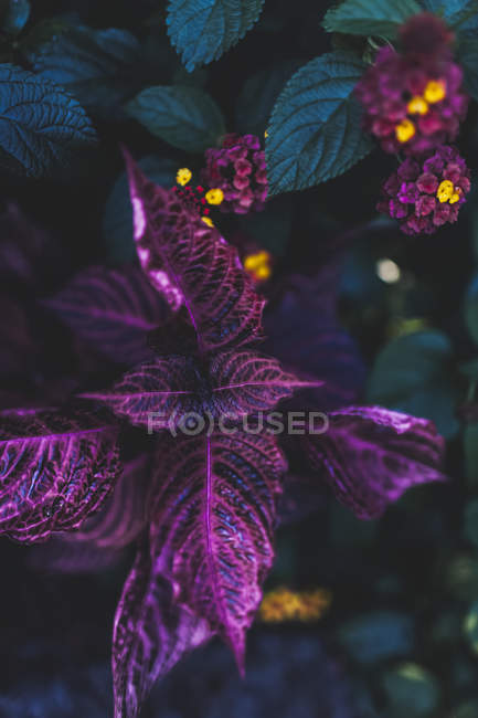 Vue des fleurs aux feuilles vertes et violettes — Photo de stock