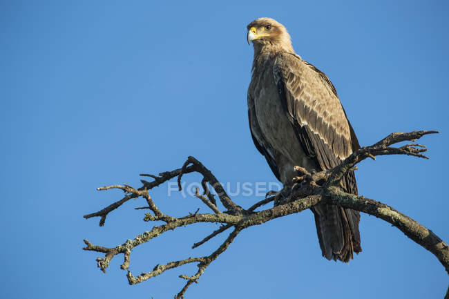 Adler sitzt tagsüber auf Zweigen vor blauem Himmel — Stockfoto