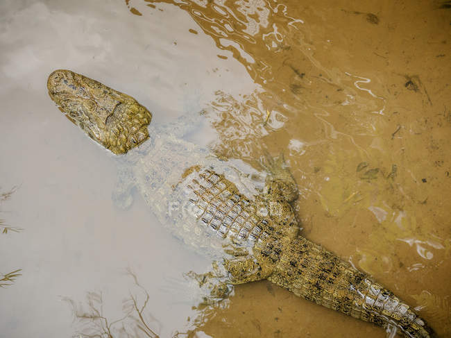 Overhead view of laying crocodile on water surface on dirt over shore — Stock Photo