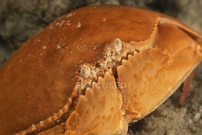 Close up of sea crab laying on sea bottom under water — стоковое фото