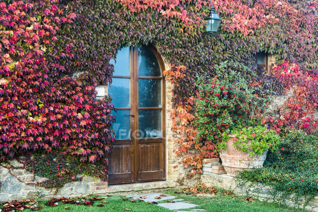 A Colourful Autumn Ivy Almost Completely Covers A Private Tuscany House; Tuscany, Italy — Stock Photo