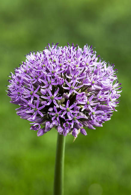 Close-Up Of The Top Of A Large Allium Plant; Calgary, Alberta, Canada — Stock Photo