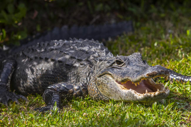 Crocodilo com mandíbulas abertas que colocam na grama verde durante o dia — Fotografia de Stock