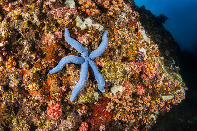 Вид синей морской звезды, лежащей на рифе — стоковое фото