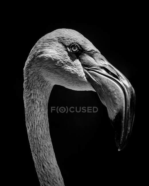 Black and white picture  of portrait of flamingo on black background — Stock Photo