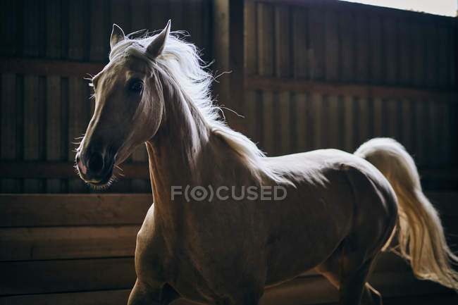 Um cavalo retroiluminado galopando em um estábulo; Canadá — Fotografia de Stock