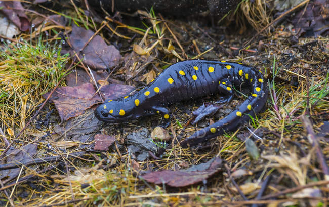 Black Lizard with yellow spots on ground among plants during daytime — Stock Photo