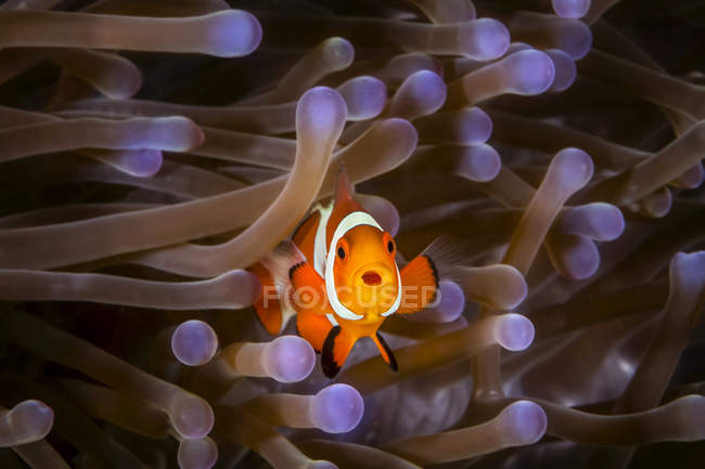Передний вид оранжевой рыбы с белыми полосками, плавающей под водой — стоковое фото