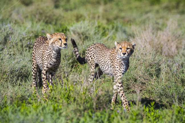 Gepards marchant sur le champ avec de l'herbe haute pendant la journée — Photo de stock