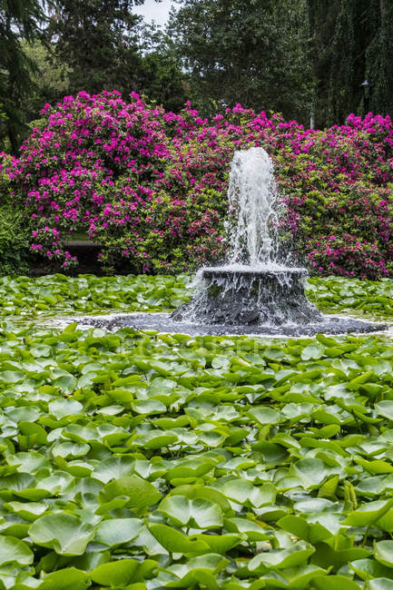 A Fountain In The Lily Pond At Beacon Hill Park; Victoria, British Columbia, Canada — Stock Photo